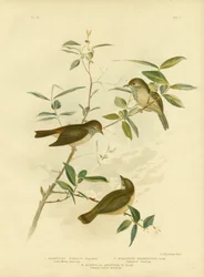 Petit Épineux Brun, 1891